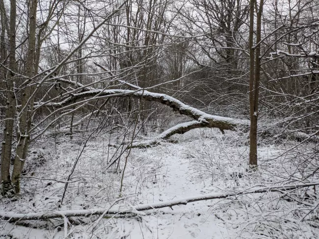 雪にまみれた倒木